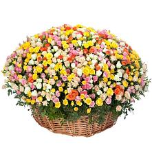Премиум букет из: Розы #REPLACE_PRED# Новошешминск